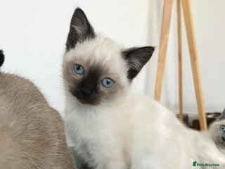 Siamese cats - Advert 13