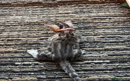 Bengal cats for sale: 3 beautiful silver SBT Bengal - TICA - Image 11