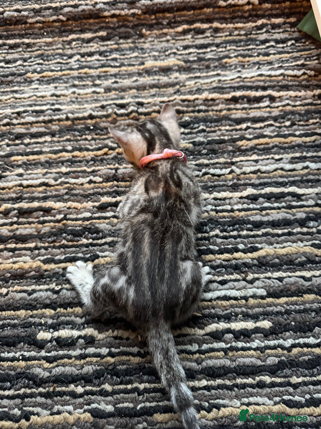 Bengal cats for sale: 3 beautiful silver SBT Bengal - TICA - Image 11