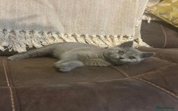 British Shorthair cats for sale: CHUNKY  BLUE FEMALE BSH KITTEN  - Image 1