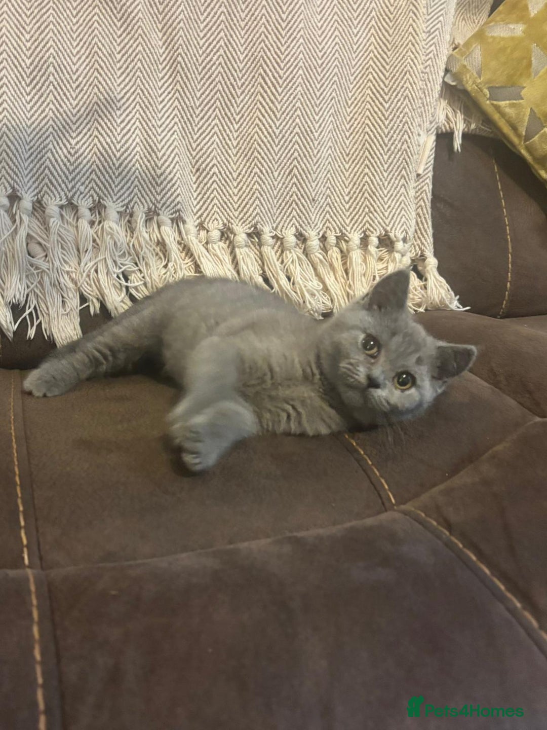 British Shorthair cats for sale: CHUNKY  BLUE FEMALE BSH KITTEN  - Image 1