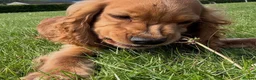 Cocker Spaniel dogs for stud: Golden show cocker spaniel for stud  - Advert 4