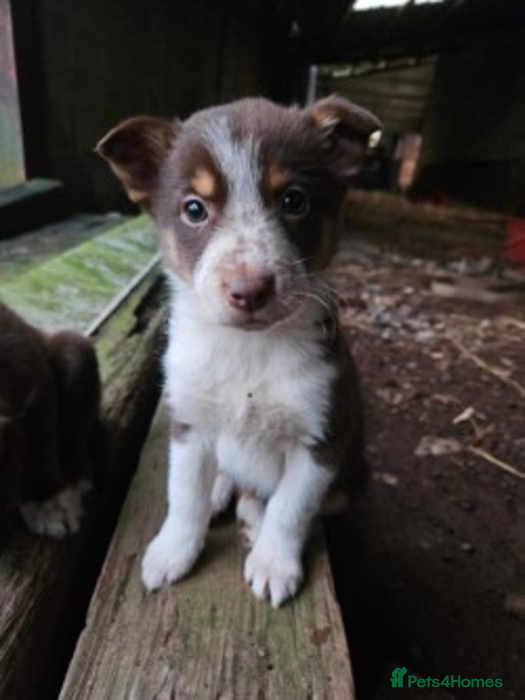 Mixed Breed dogs for sale: brown collie puppies (1 black) - Advert 14