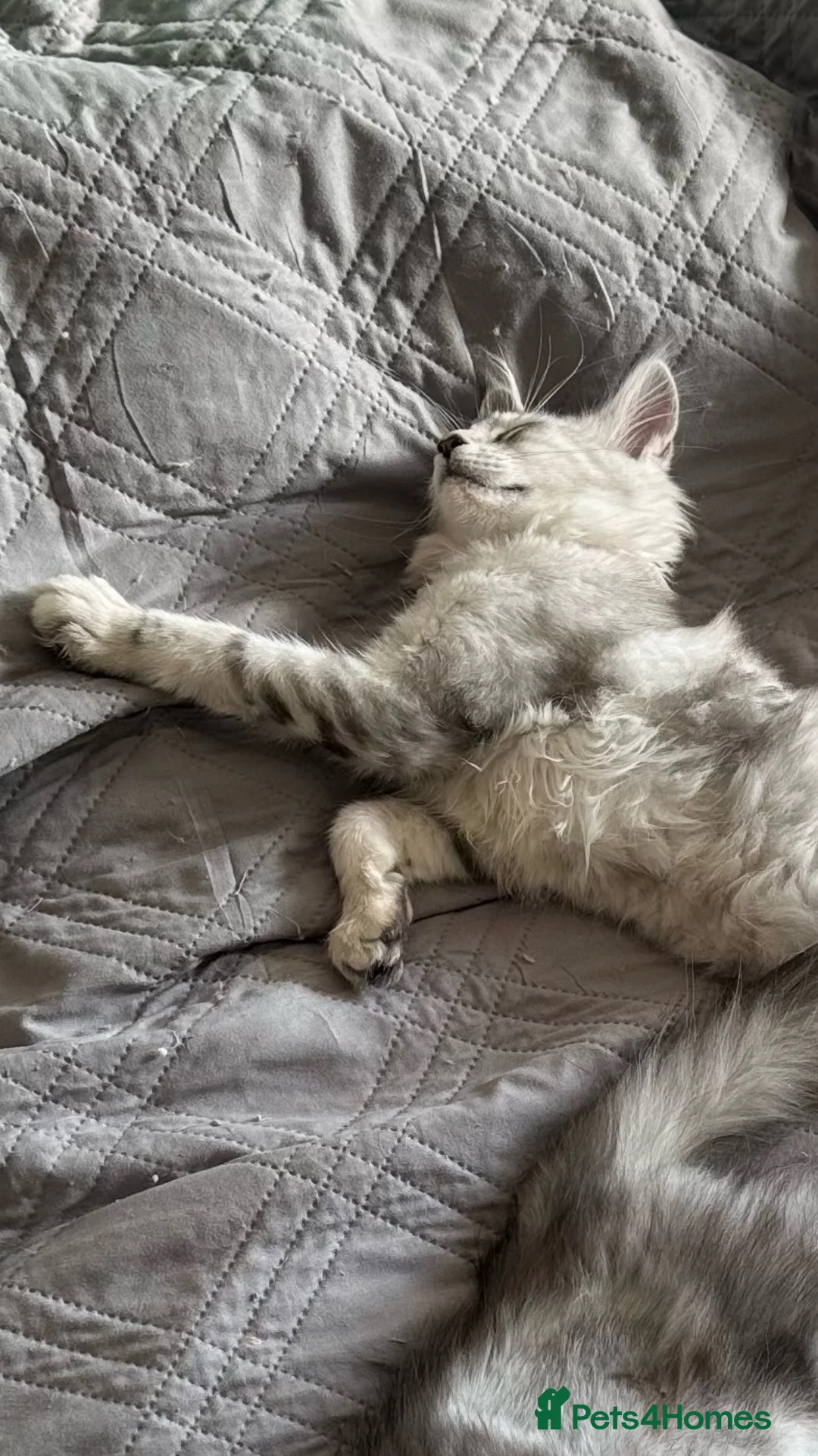 Maine Coon cats for sale: 3 left BlackSilver classic tabby Mainecoon kittens - Advert 1