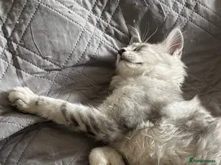 Maine Coon cats 3 left BlackSilver classic tabby Mainecoon kittens - Advert 4