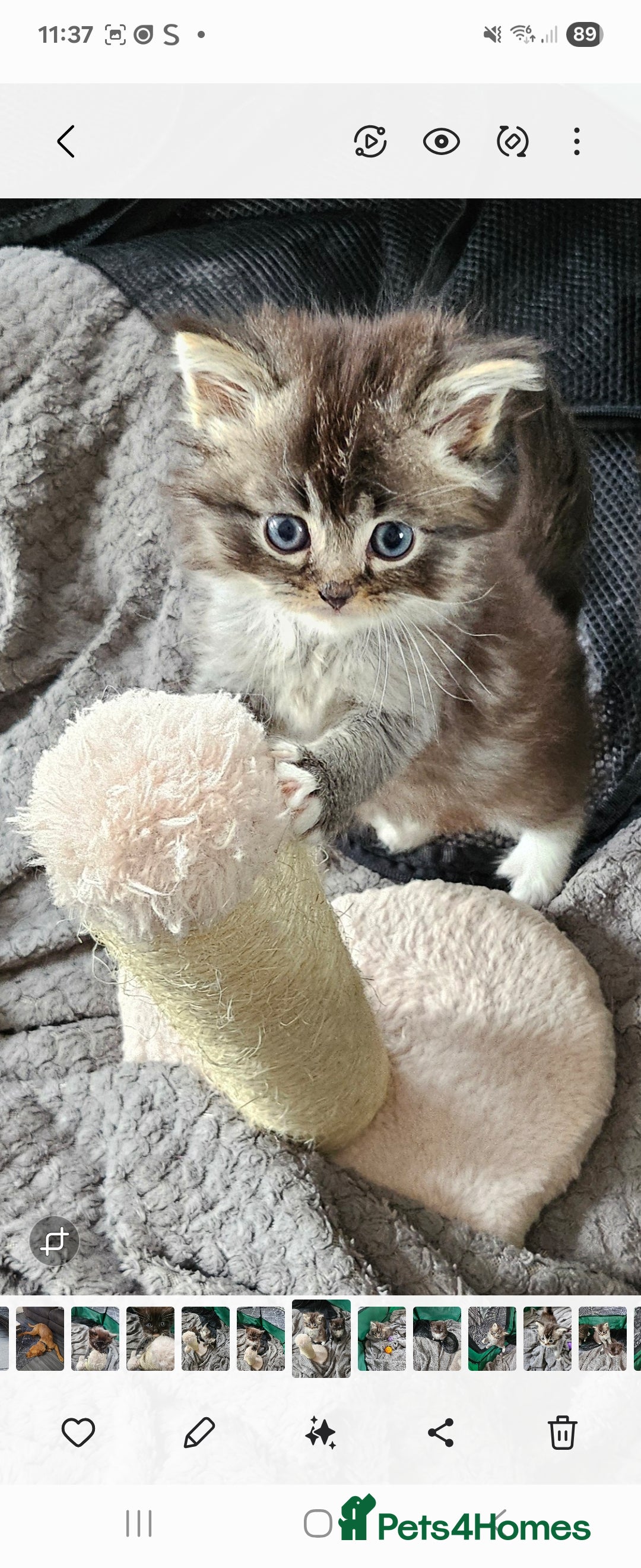 Mixed Breed cats for sale: Ragdoll x scottish fold kittens. Long haired - Image 13