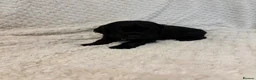 Cocker Spaniel dogs for sale: 6 beautiful Cocker spaniel puppies  - Advert 16