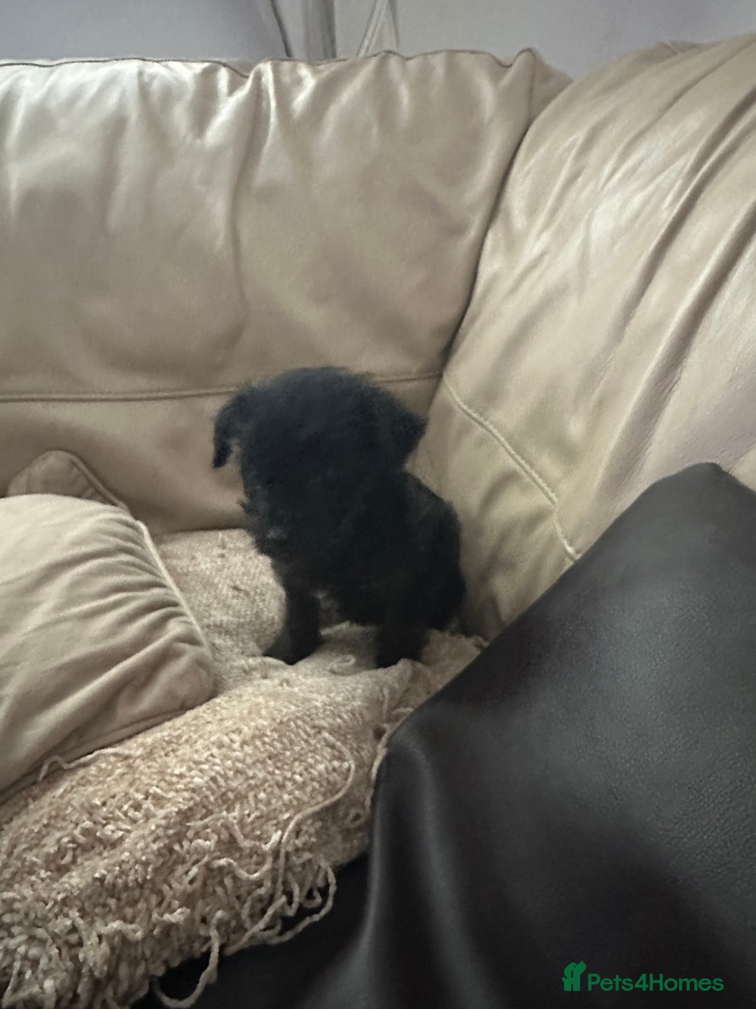 Mixed Breed dogs for sale: Yorkiepoo - Advert 10