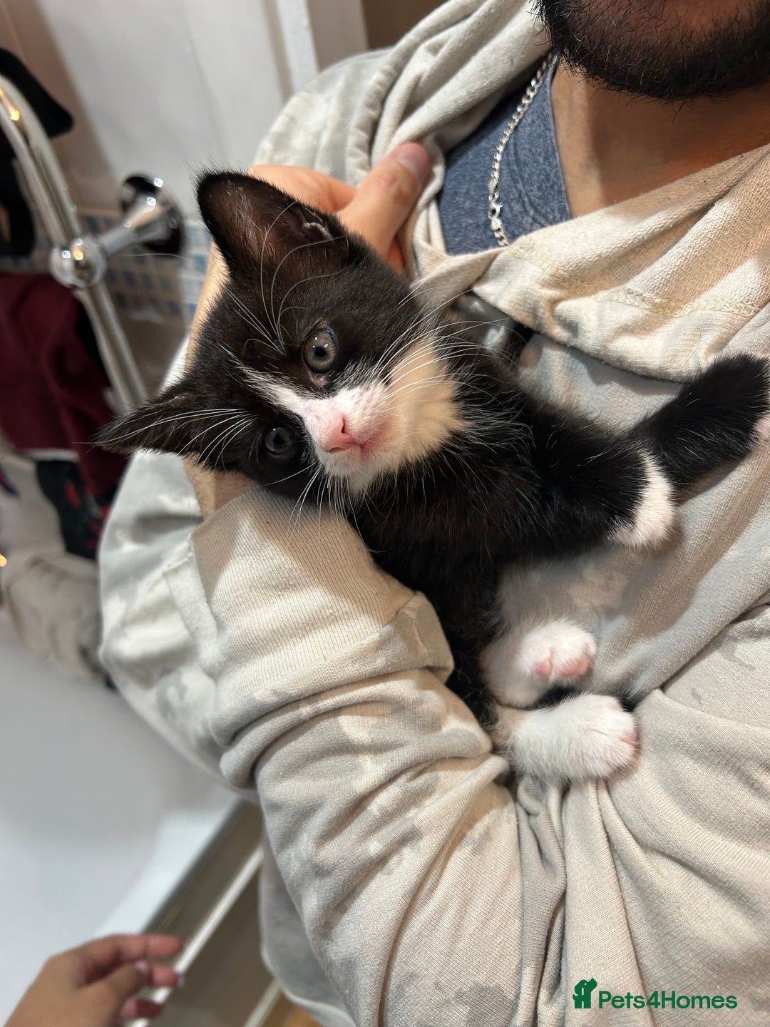 Mixed Breed cats for sale: Playful and loving tuxedo boy - Advert 9