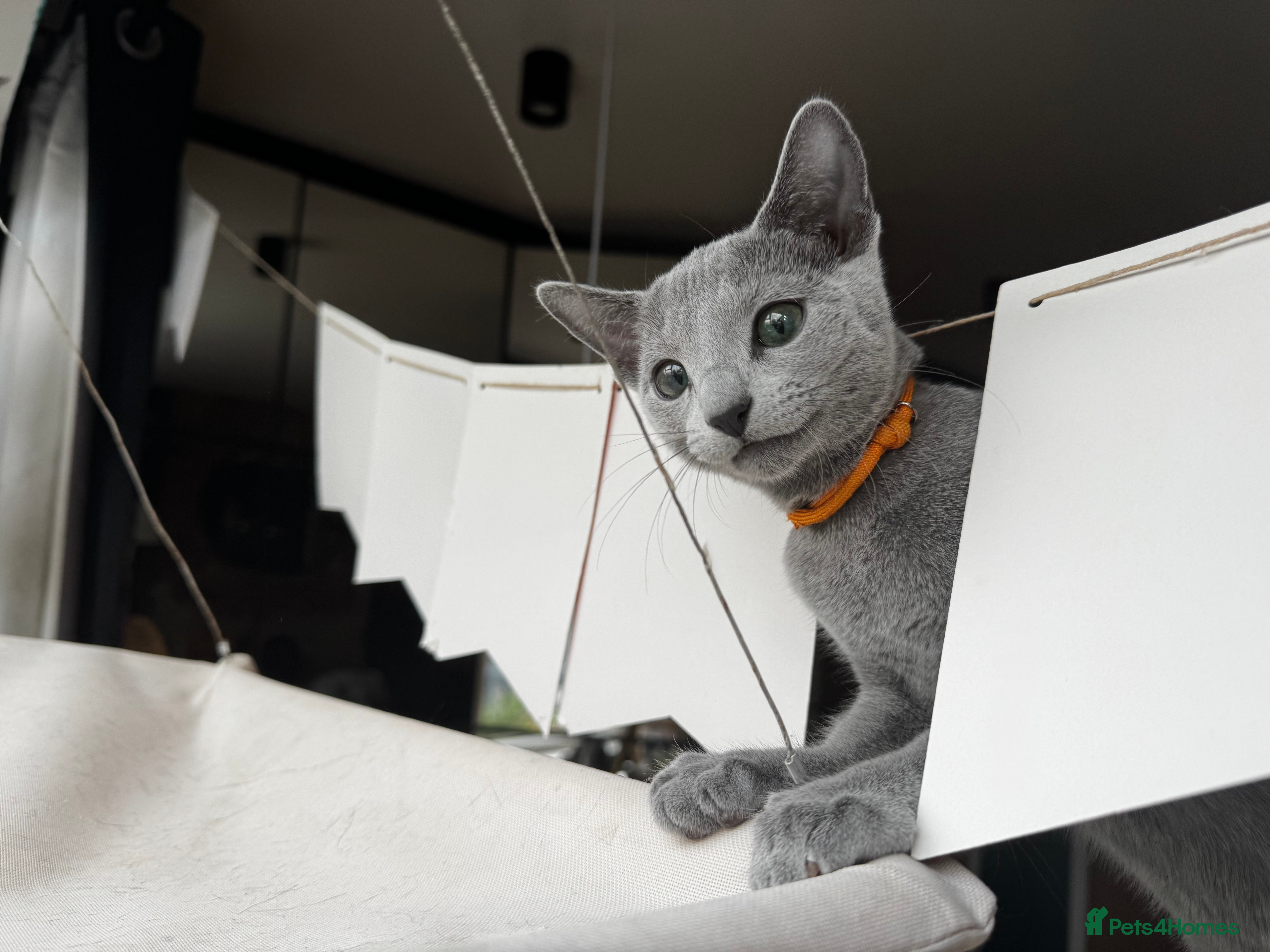 Russian Blue cats Purebred Russian blue kittens  - Advert 2