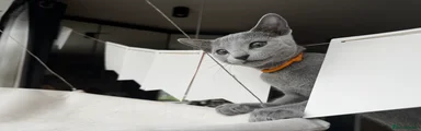 Russian Blue 2