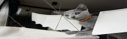 Russian Blue cats for sale: Purebred Russian blue kittens  - Advert 2