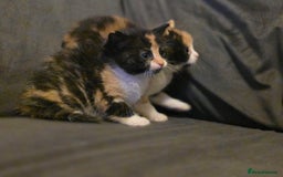 Mixed Breed cats for sale: Last girl left  - Image 11