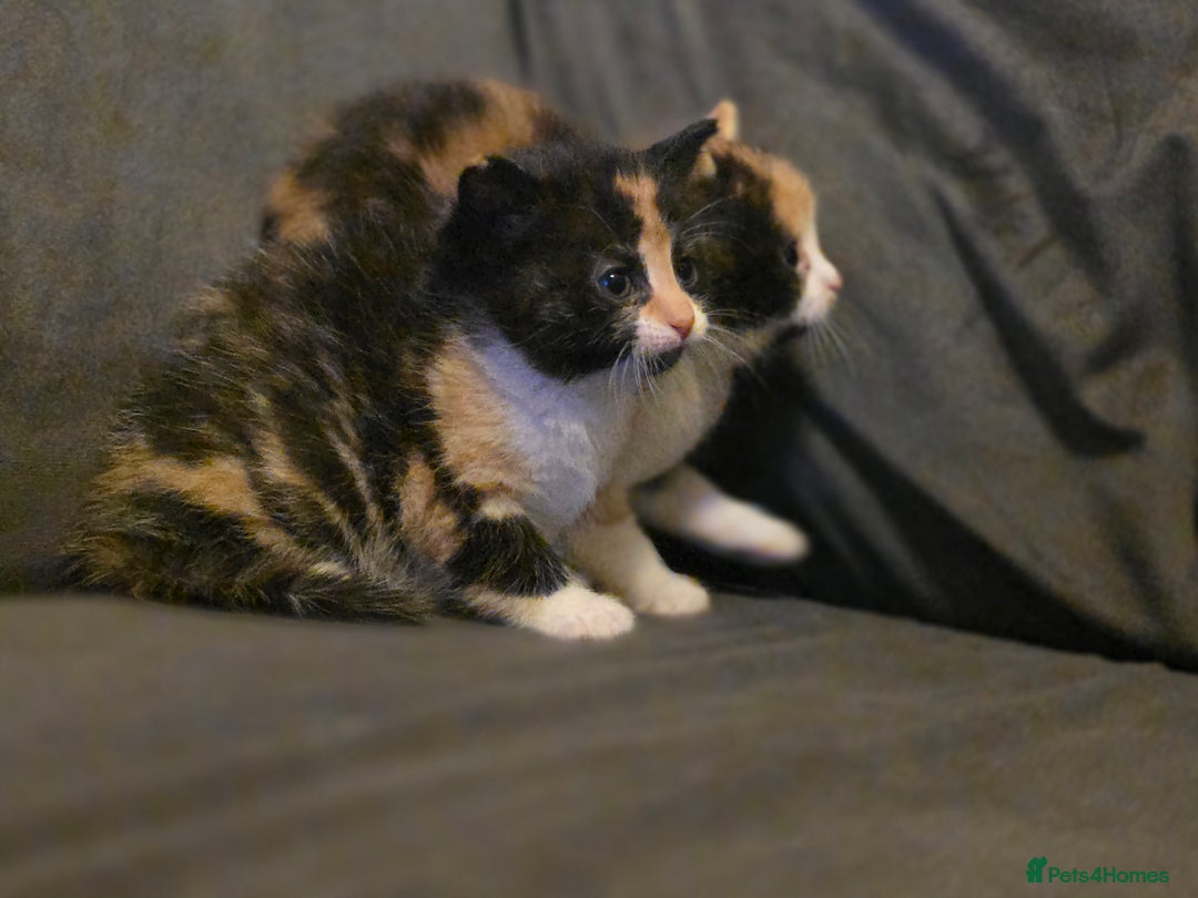 Mixed Breed cats for sale: Last girl left  - Image 11