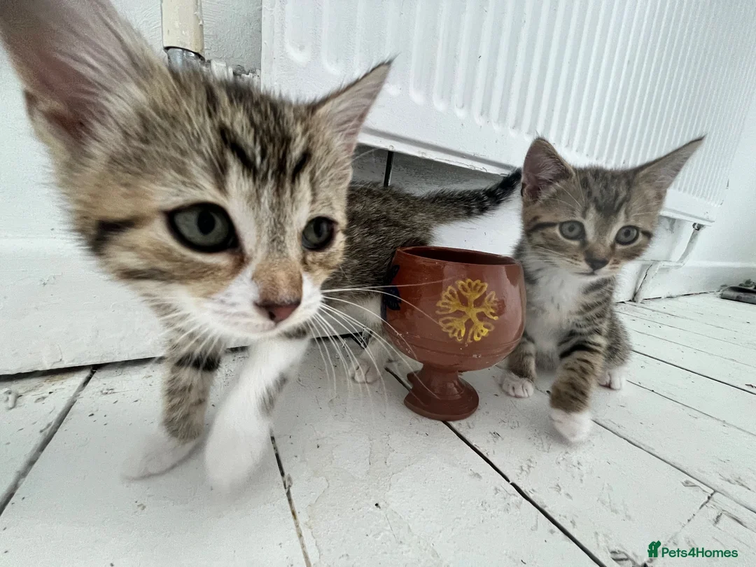 Mixed Breed cats for sale: 2 baby female 1 year male kitten need rehoming!!! - Advert 2