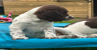 English Springer Spaniel dogs - Advert 5