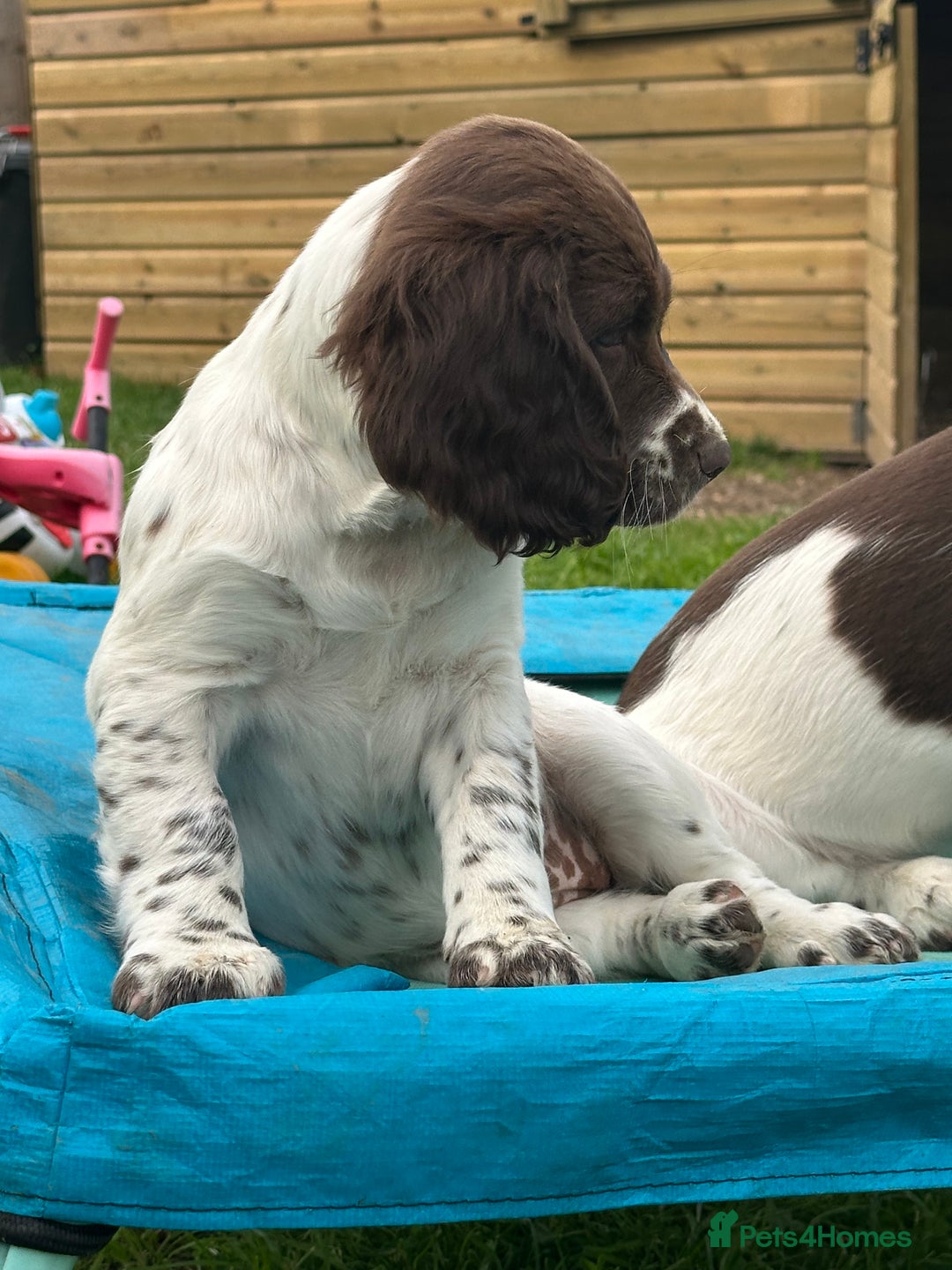 English Springer Spaniel dogs for sale: READY TO GO - KC Reg, Docked, Springer Puppies - Image 4