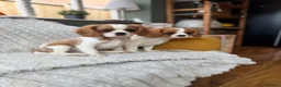 Cavalier King Charles Spaniel dogs for sale: 2 Blenheim cavalier King Charles spaniel boys  - Advert 4