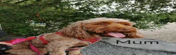 Cockapoo dogs for sale: Exceptional Home-Reared F2b Cockapoo Puppies 🐾 - Advert 4