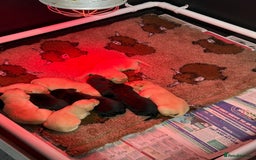 Labrador Retriever dogs for sale: KC Working Labrador Puppies - Image 4