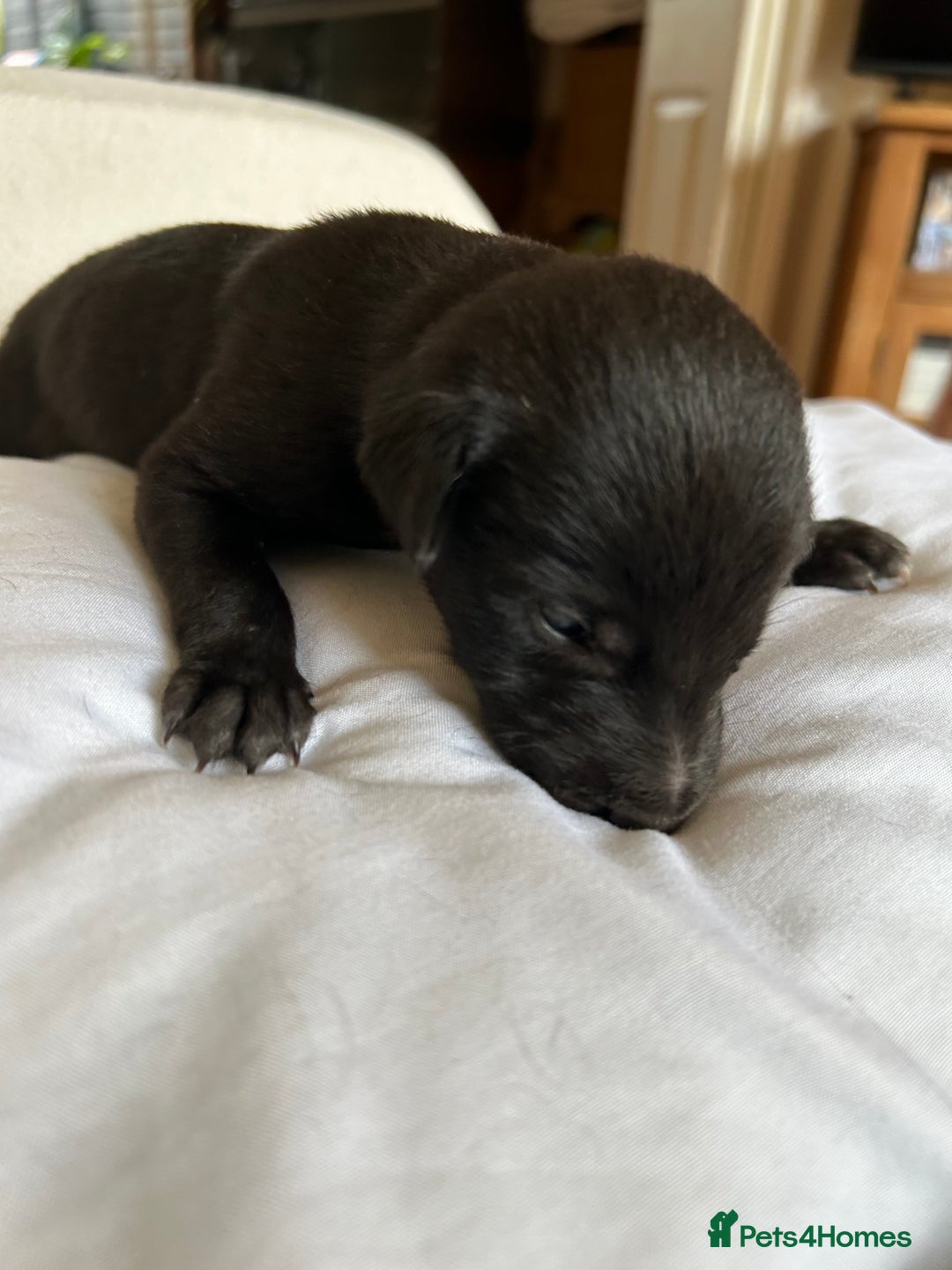 Whippet dogs for sale: Whippet/bedlington + whippet/collie - Image 9