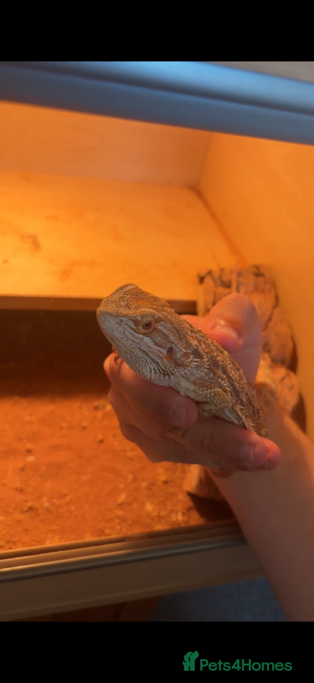 Bearded Dragon reptiles for sale: Red striped male bearded dragon plus enclosure  - Advert 2