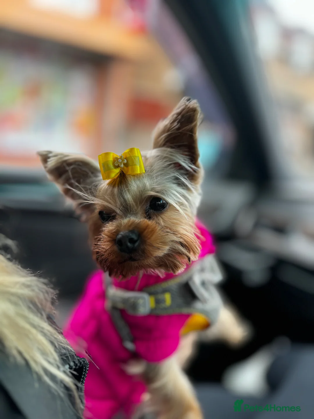 Yorkshire Terrier dogs for sale: Yorkshire terrier female - Advert 3