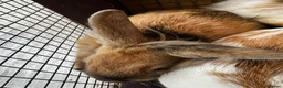 Mixed Breed rabbits for sale: Rabbits for sale in Oswestry - Advert 7