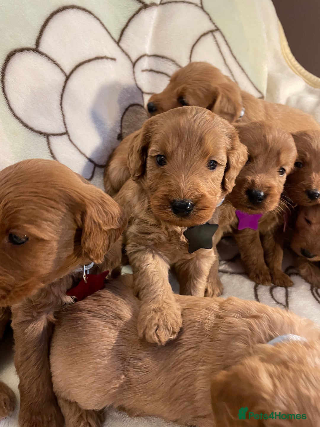 Labradoodle dogs for sale: Labradoodle Fox Red ❤️💞❤️Health check - Image 21