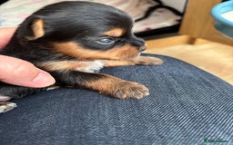 Yorkshire Terrier dogs for sale: Yorkshire terriers - Image 4