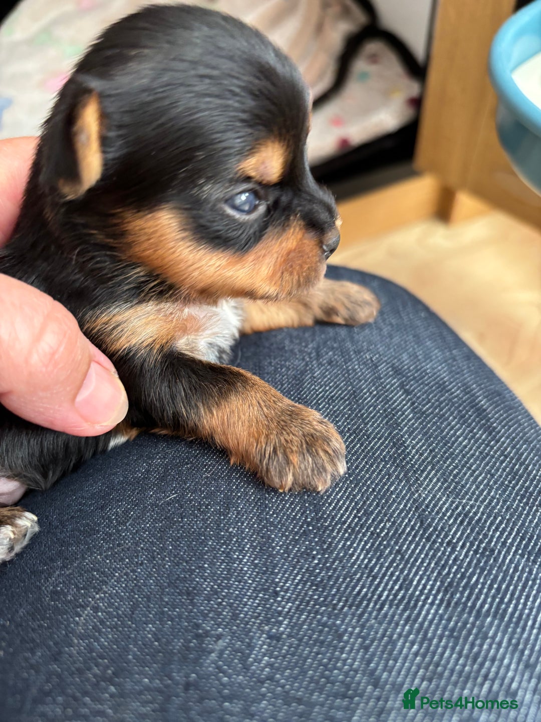 Yorkshire Terrier dogs for sale: Yorkshire terriers - Image 4