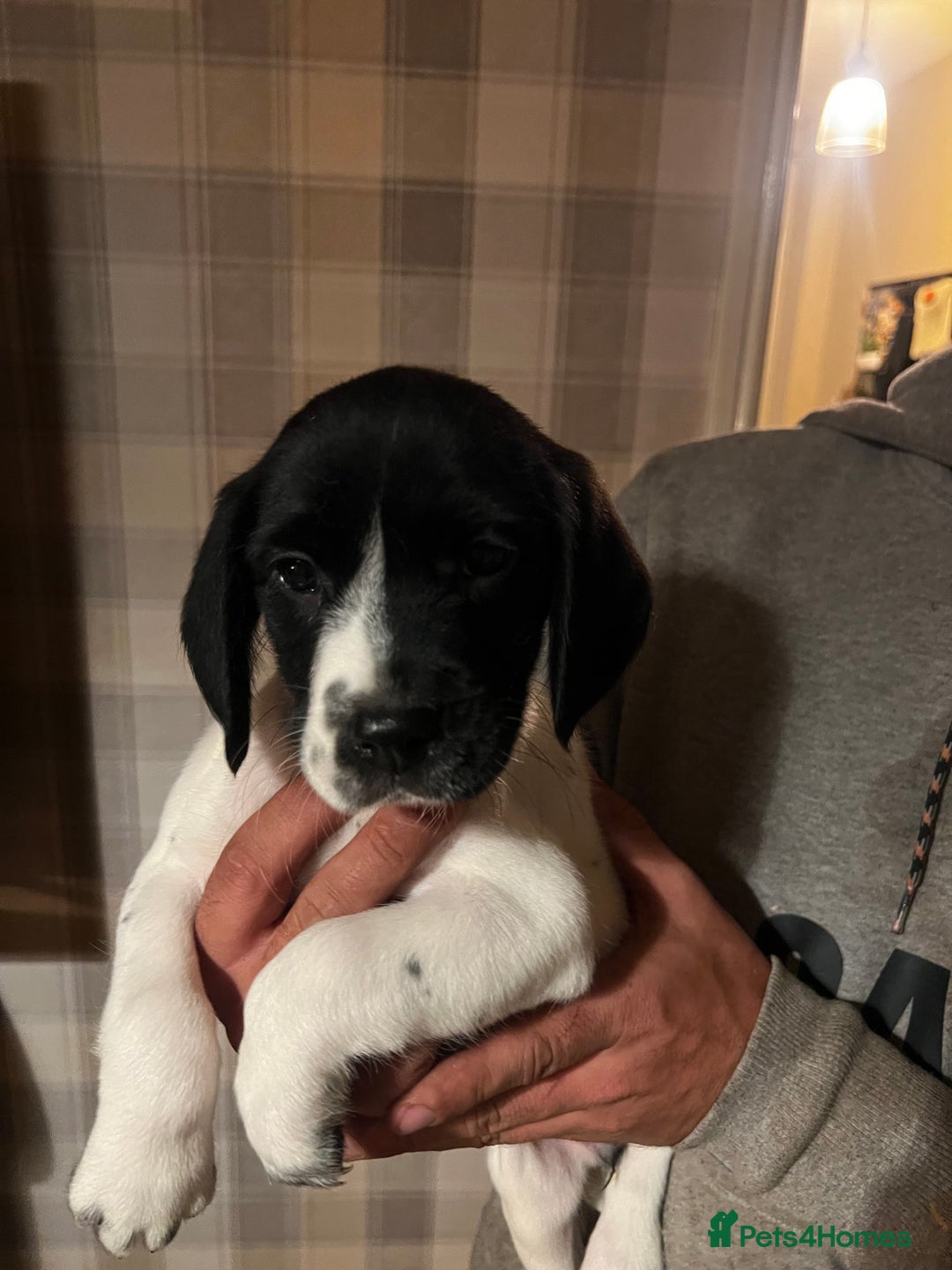 Springador dogs for sale: Adorable springador puppies - Image 6