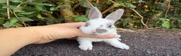 Rex rabbits for sale: 3 x stunning mini rex babies for reserve  - Advert 9