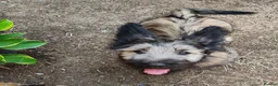 Skye Terrier dogs for sale: Two Beautiful Skye Terrier Puppies  - Advert 9