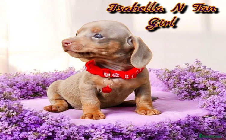 Miniature Dachshund dogs - Advert 13