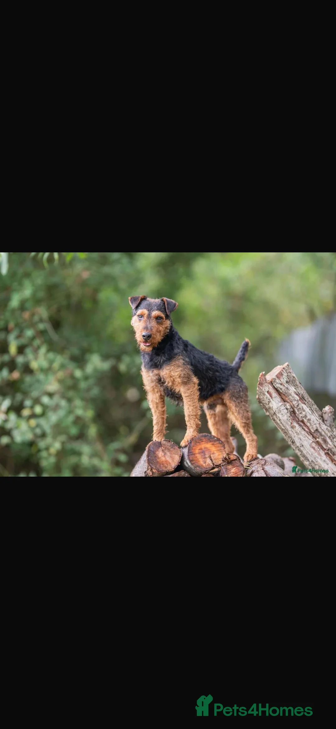 Mixed Breed dogs for sale: SOLD STC Jack Russel X Lakeland Terriers  - Advert 2