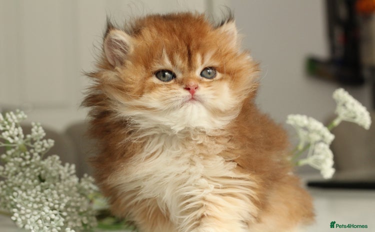 British Longhair cats - Advert 2