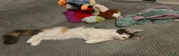 Maine Coon cats for sale: Maine Coon - Advert 6