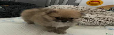Pomeranian Puppy 4