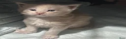 Maine Coon cats for sale: Maine coon kittens  - Advert 4