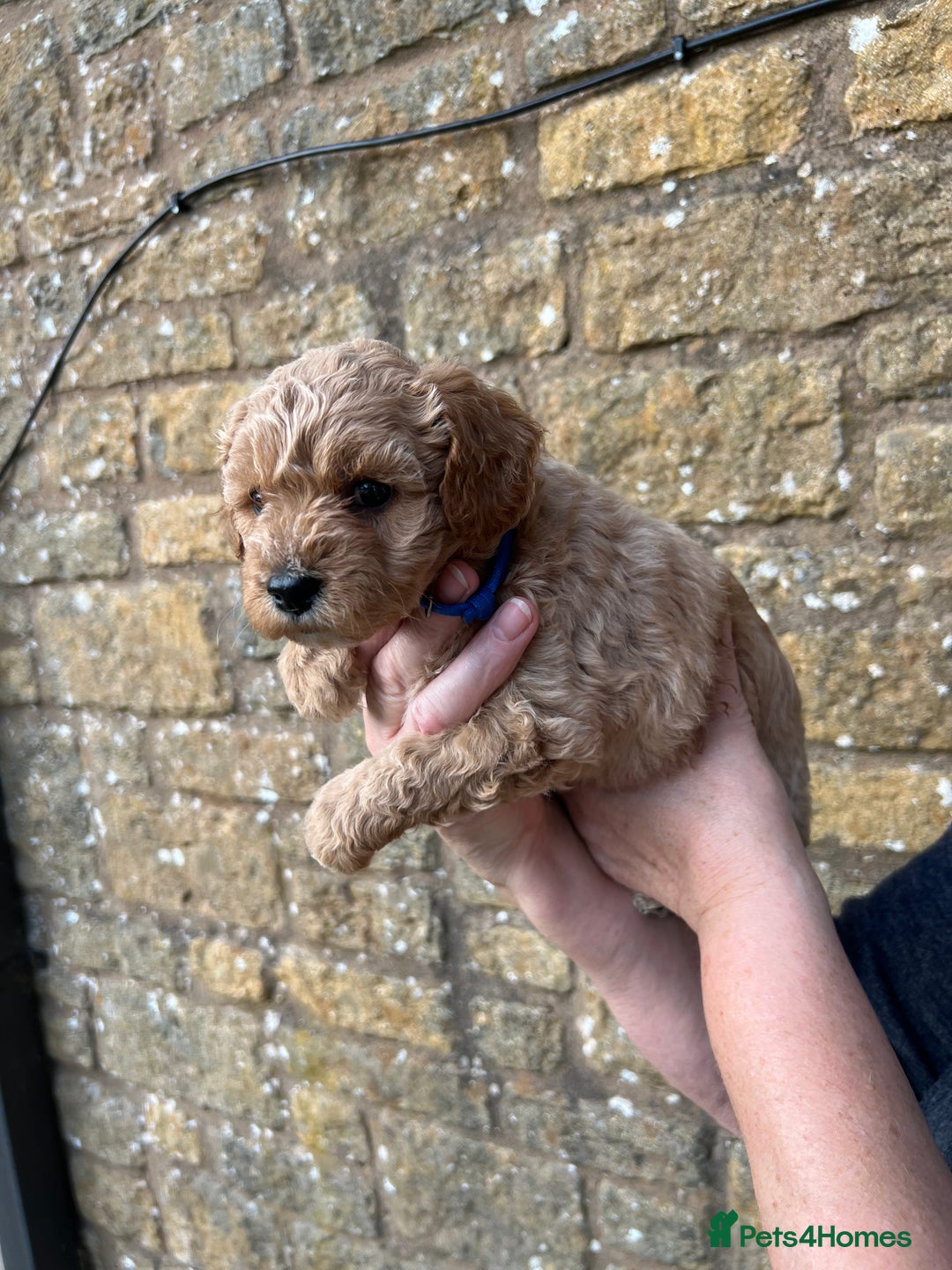 Cavachon dogs for sale: Cavapoochon puppies  - Image 12