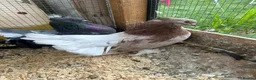 Pigeons birds for sale: Indian fantails - Advert 10