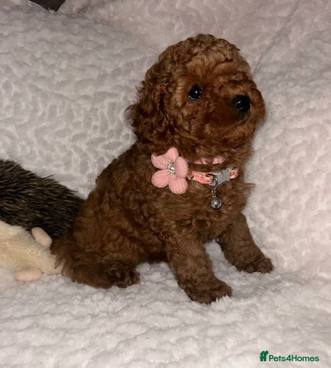 Cavapoo dogs for sale: Waiting list extensively health tested toy cavapoo - Advert 1