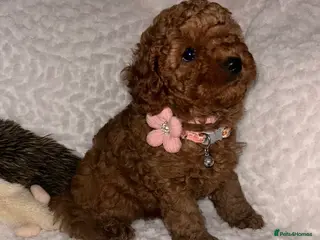 Cavapoo dogs Waiting list extensively health tested toy cavapoo - Advert 1