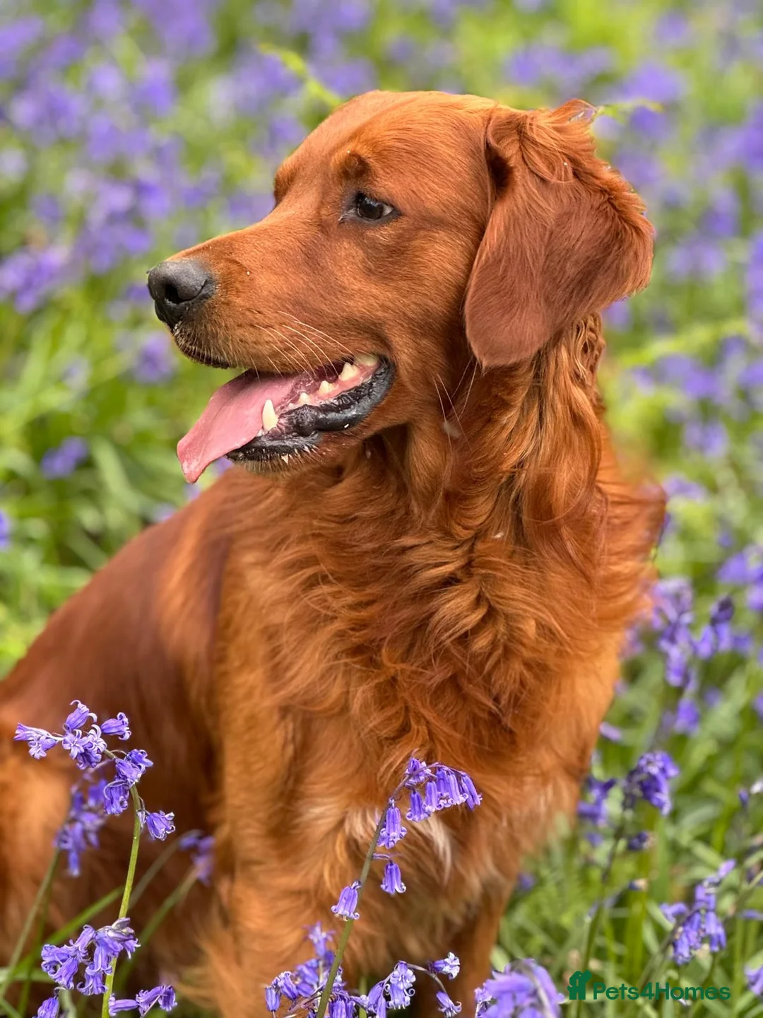 Golden Retriever dogs for stud: STUNNING RED STUD DOG, FULLY HEALTH TESTED in Bristol - Advert 16