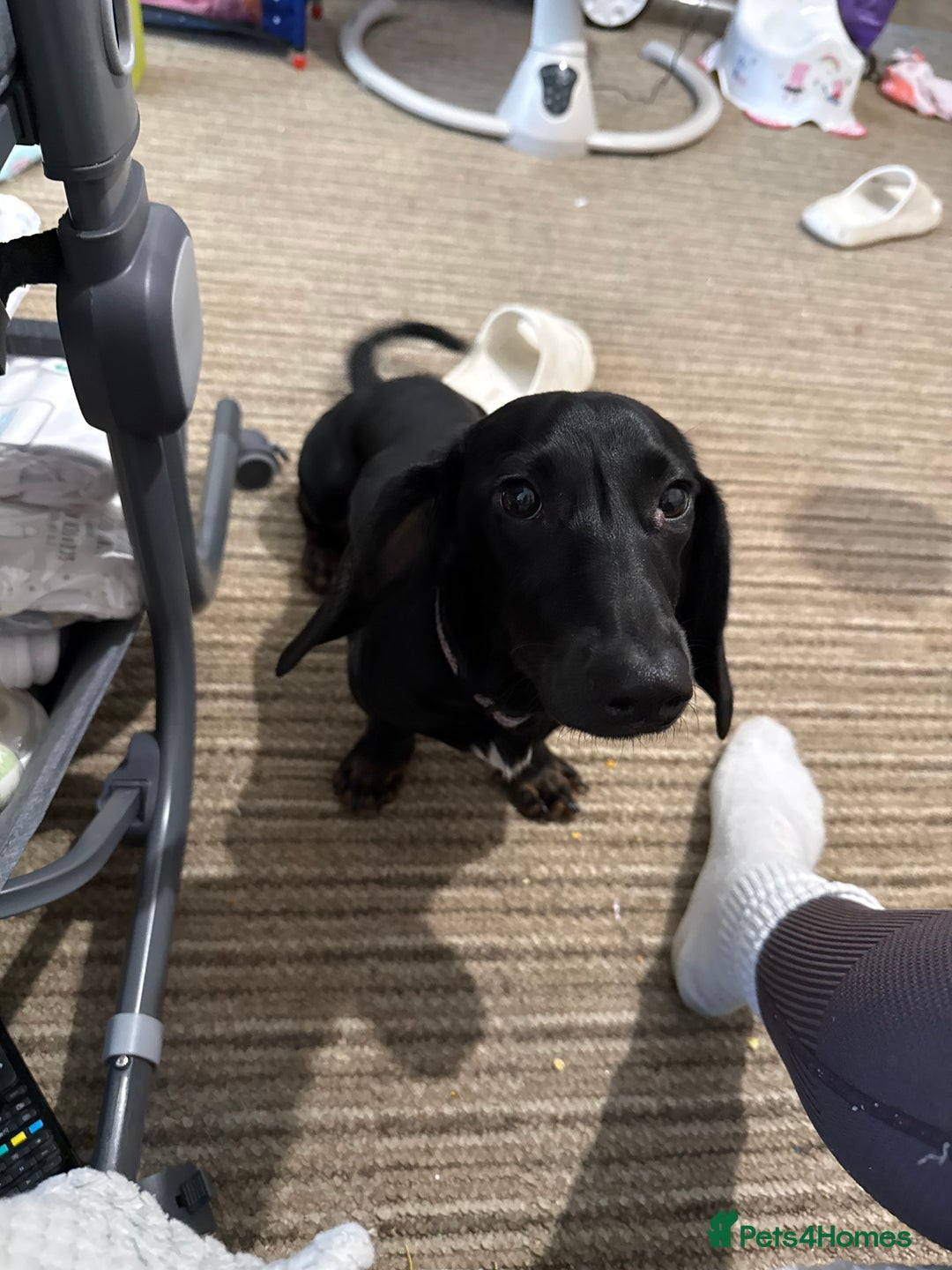 Dachshund dogs for sale: 7 month old  - Advert 12