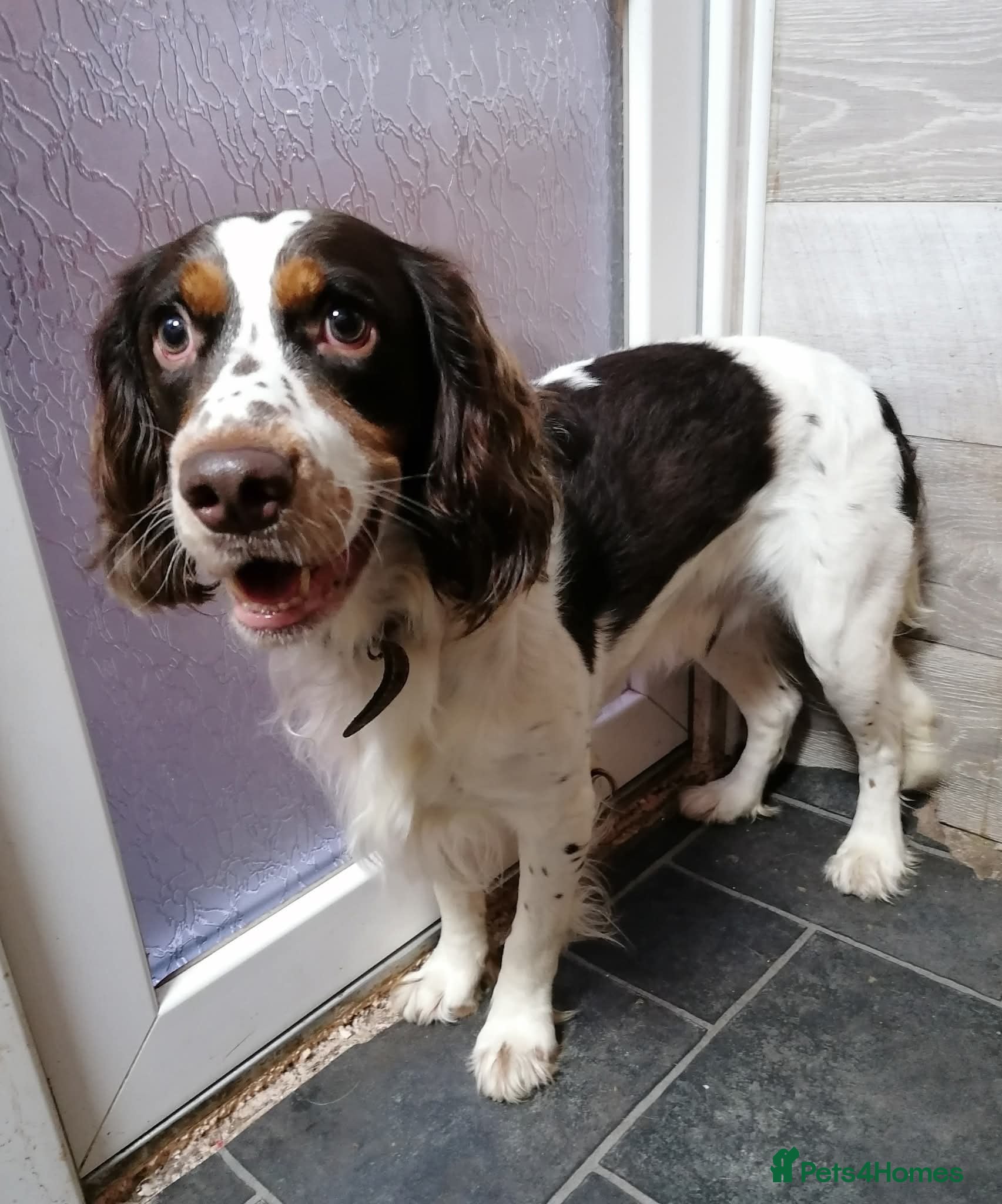 Mixed Breed dogs 💙TOMMY💙ALL HEART, ALL ENERGY, NEEDS GUIDANCE - Advert 1