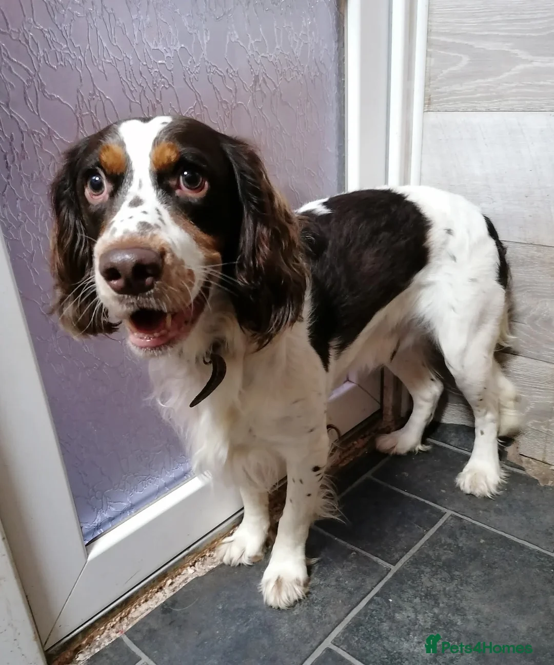 Mixed Breed dogs for adoption: 💙TOMMY💙ALL HEART, ALL ENERGY, NEEDS GUIDANCE in High Peak - Advert 1