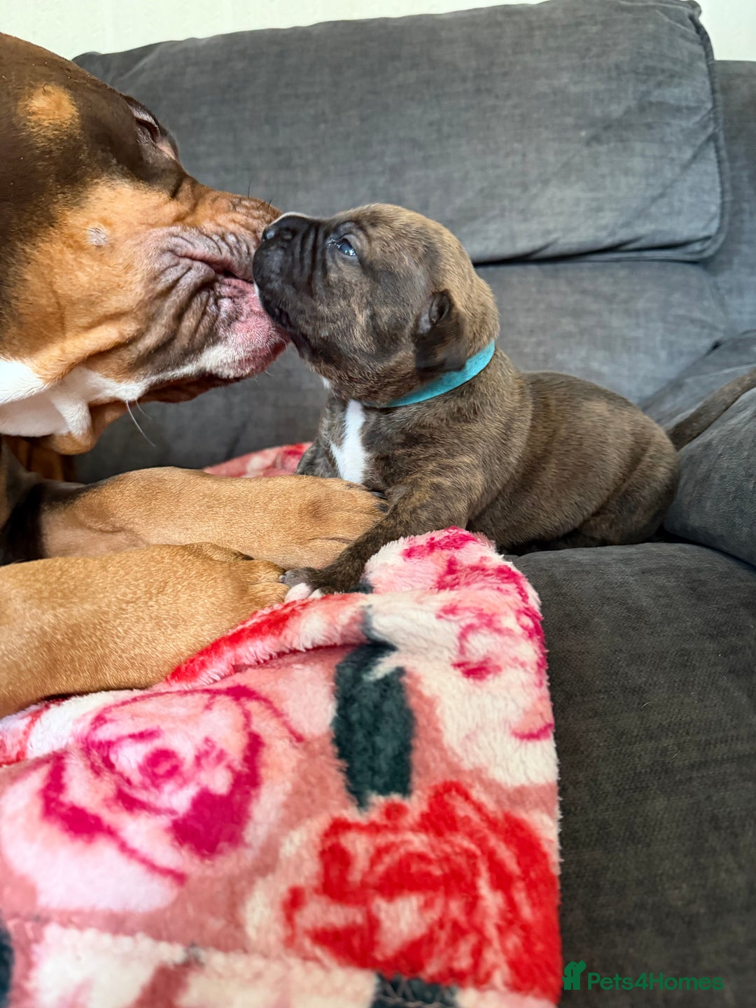 Mixed Breed dogs for sale: Beautiful Home- Reared Puppies!  - Advert 10