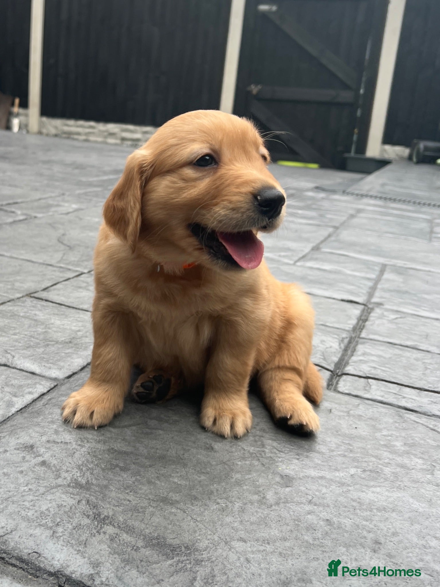 Golden Retriever dogs Kc extensively health tested boys and girls  - Advert 12